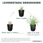 Levensstadia siergras zwarte slangenbaard
